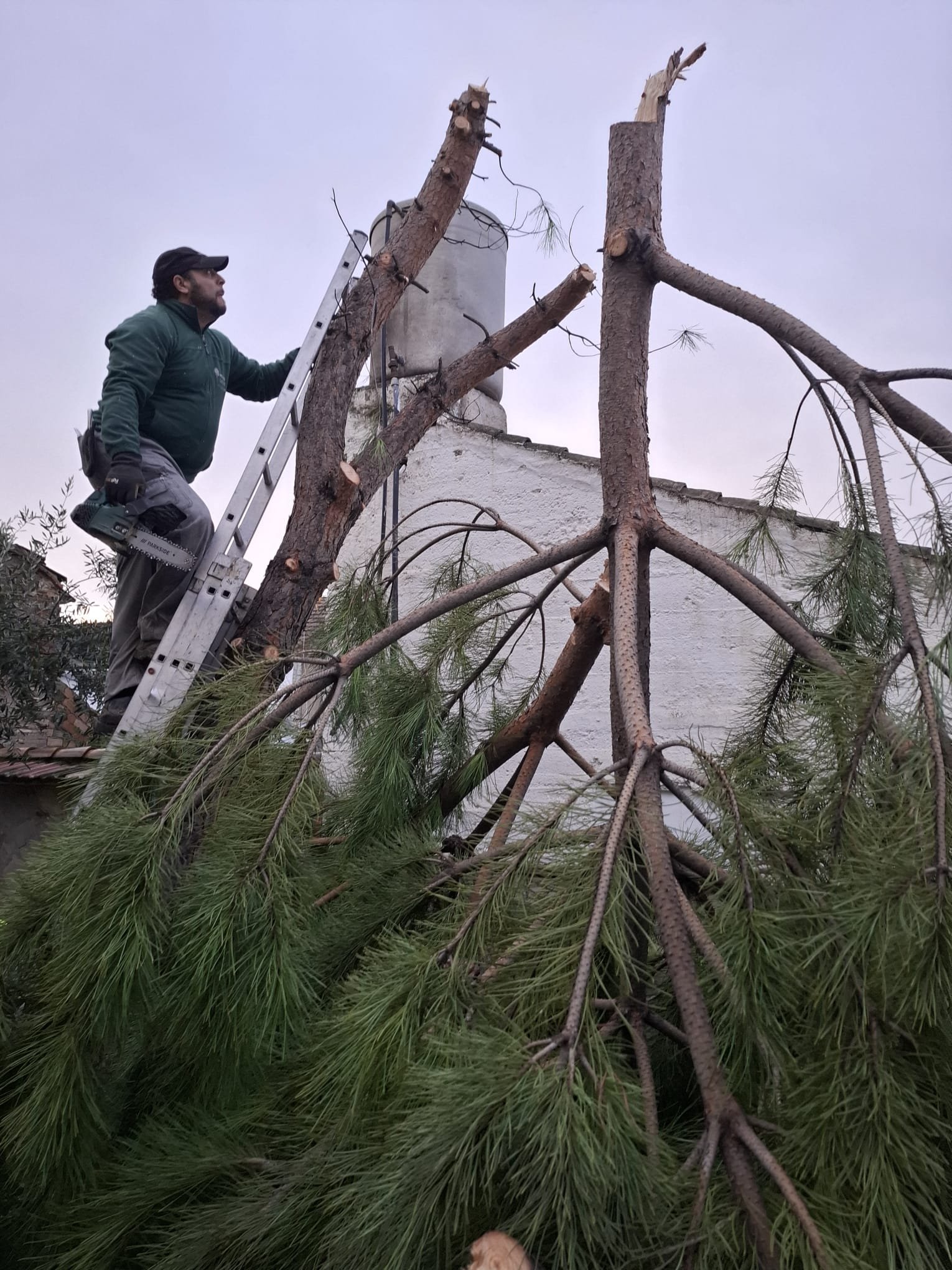 Poda profesional Granada
