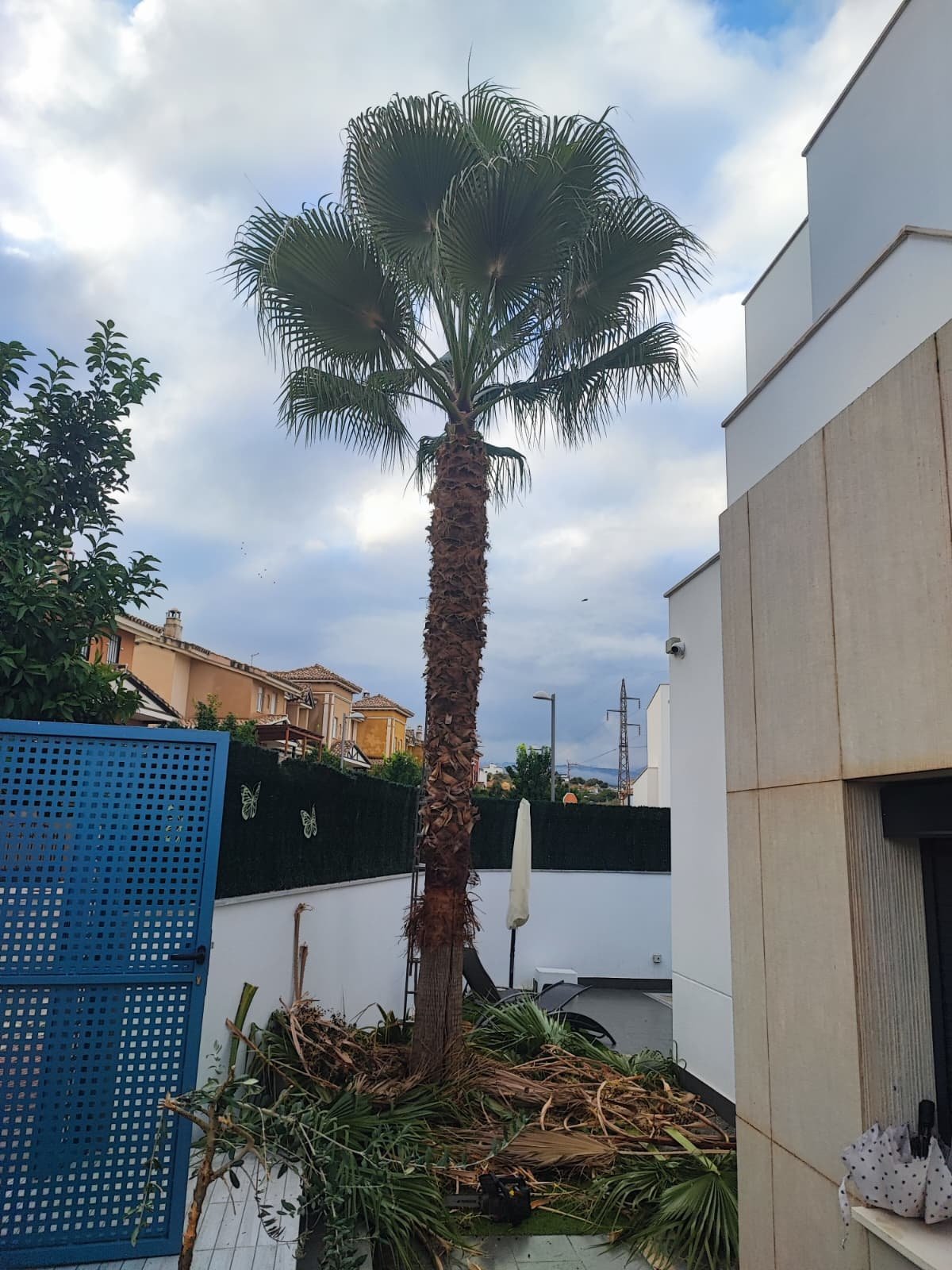 Palmeras después poda Granada